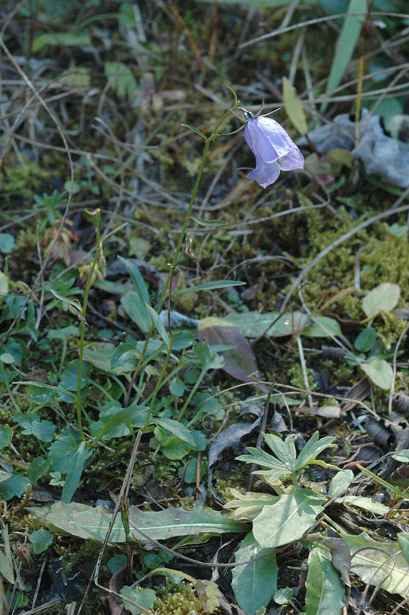 Campanula rotundifolia / Campanula soldanella