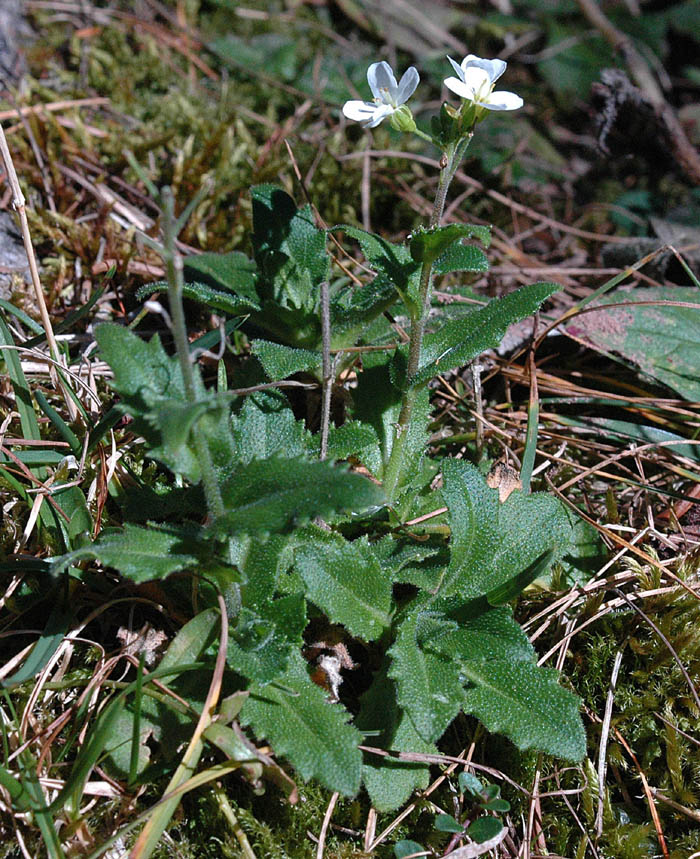 Arabis alpina subsp. alpina / Arabetta alpina