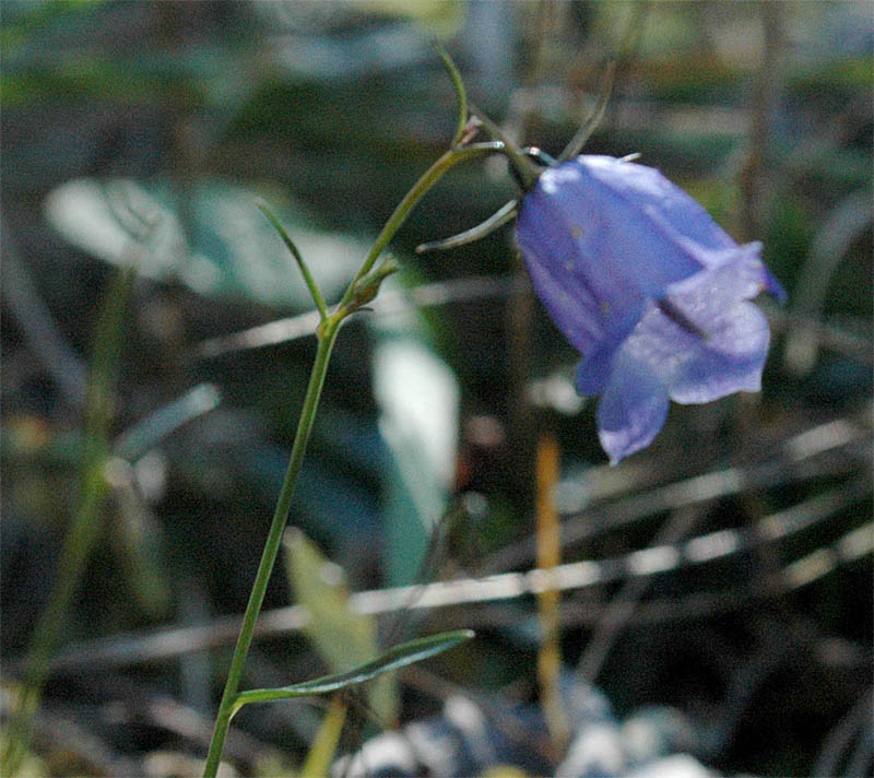 Campanula rotundifolia / Campanula soldanella