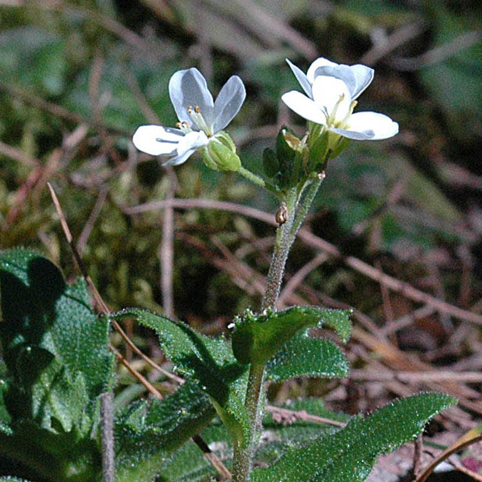 Arabis alpina subsp. alpina / Arabetta alpina