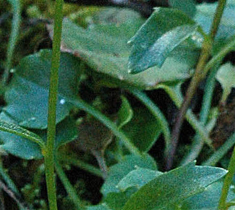 Campanula rotundifolia / Campanula soldanella