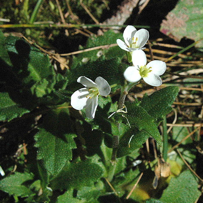 Arabis alpina subsp. alpina / Arabetta alpina