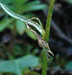 Campanula rotundifolia / Campanula soldanella