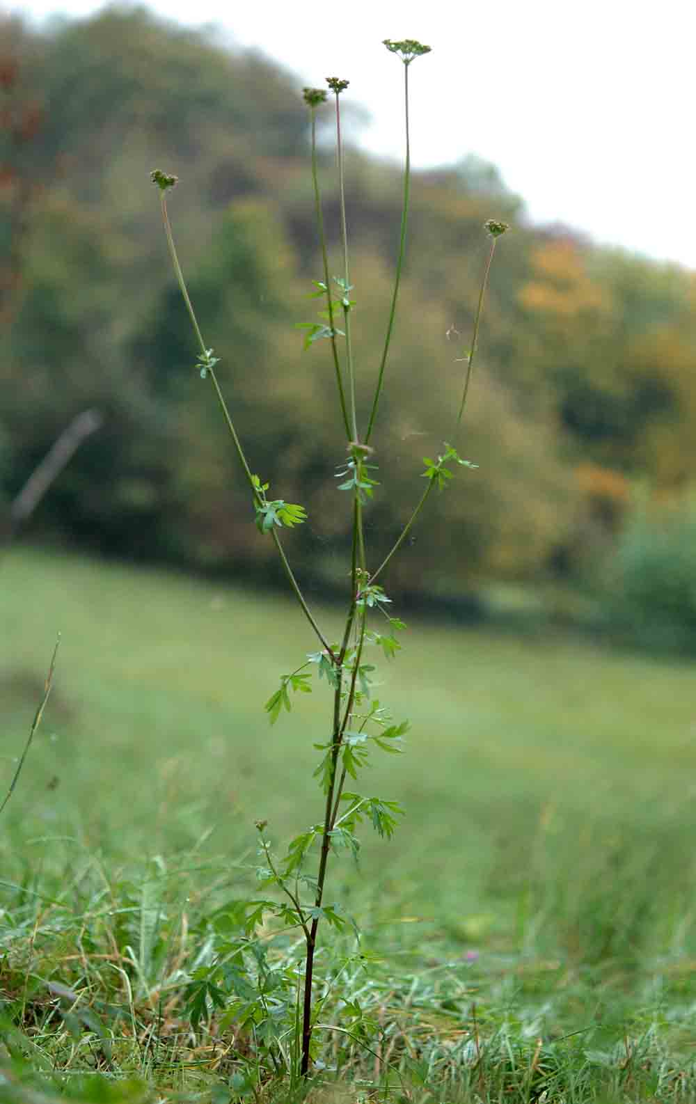 Xanthoselinum venetum (=  Peucedanum venetum )/ Imperatoria veneta