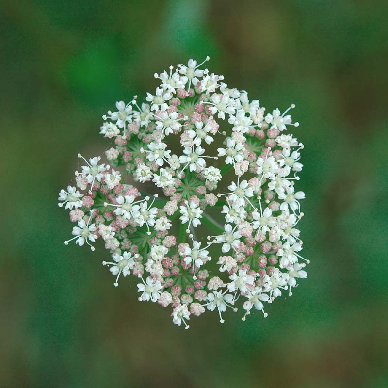 Xanthoselinum venetum (=  Peucedanum venetum )/ Imperatoria veneta