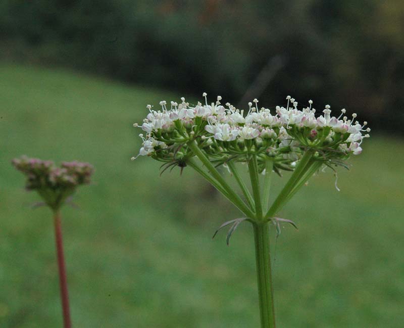 Xanthoselinum venetum (=  Peucedanum venetum )/ Imperatoria veneta