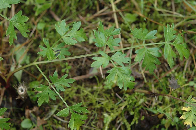 Xanthoselinum venetum (=  Peucedanum venetum )/ Imperatoria veneta