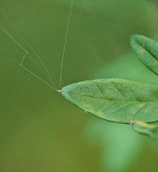 Xanthoselinum venetum (=  Peucedanum venetum )/ Imperatoria veneta