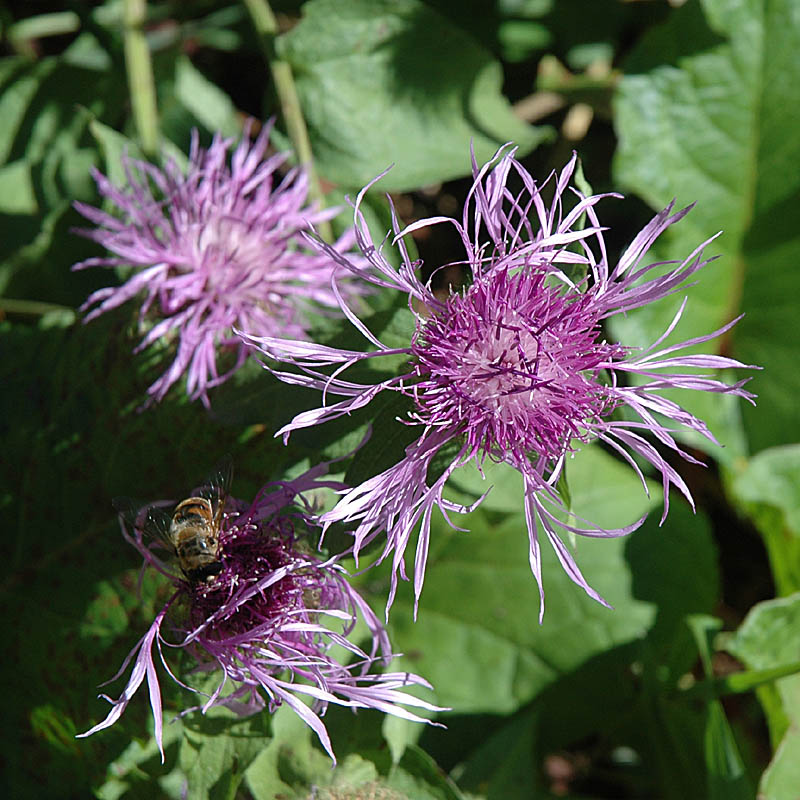 Centaurea pseudophrygia / Centaurea frangiata