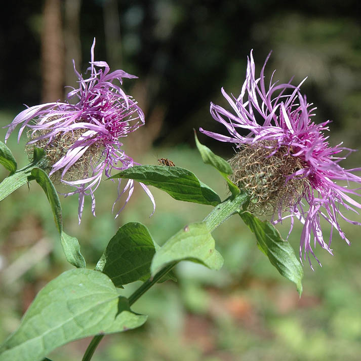 Centaurea pseudophrygia / Centaurea frangiata