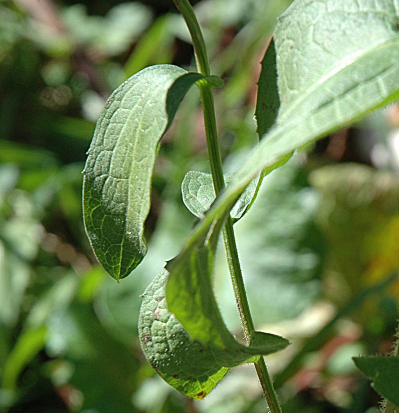 Centaurea pseudophrygia / Centaurea frangiata