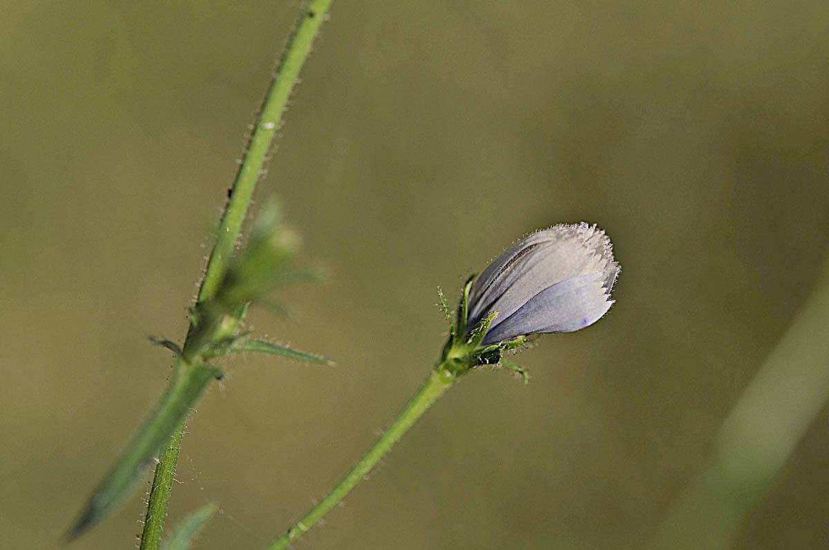 Rosette basali di Cichorium intybus