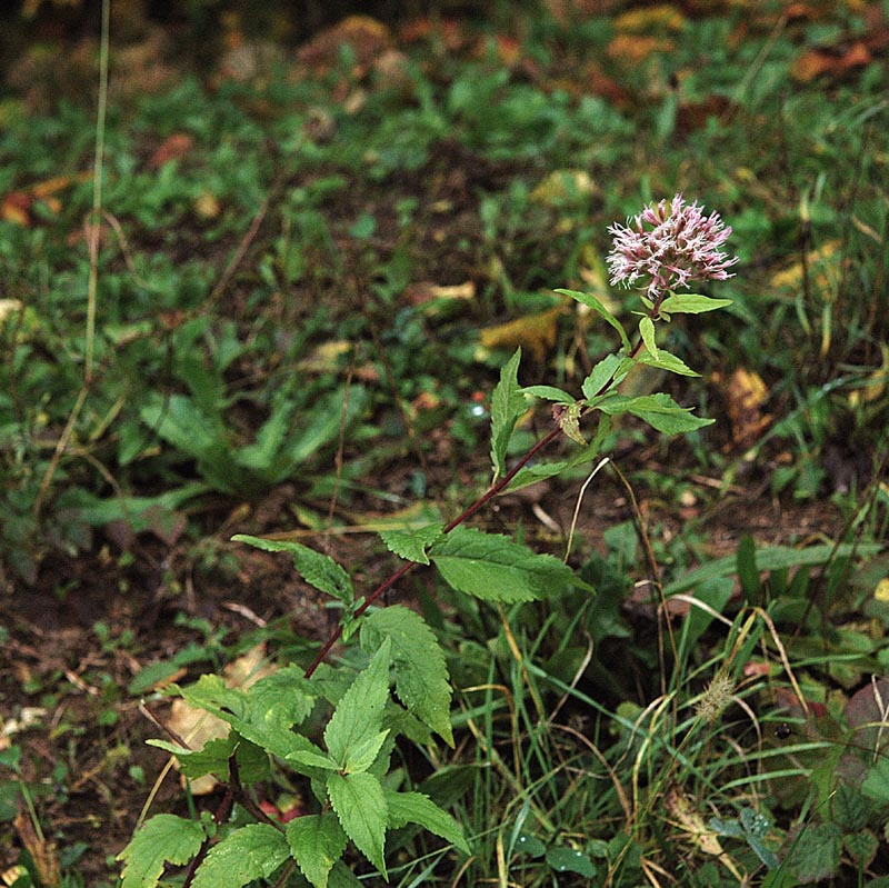 fiore rossiccio ad ombrello - Eupatorium cannabinum