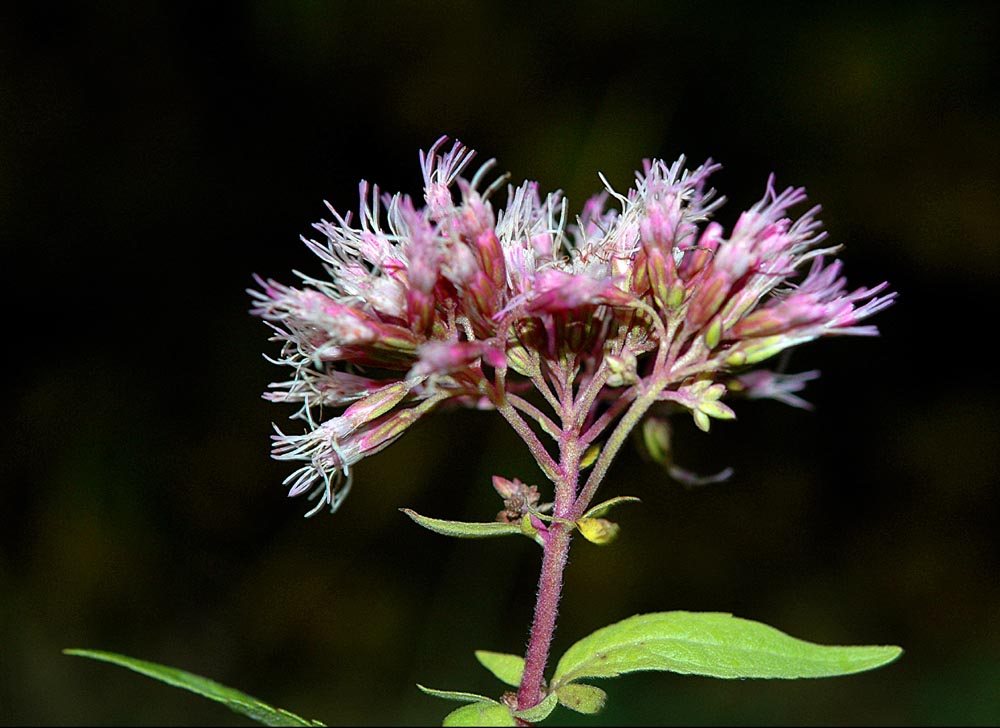 fiore rossiccio ad ombrello - Eupatorium cannabinum