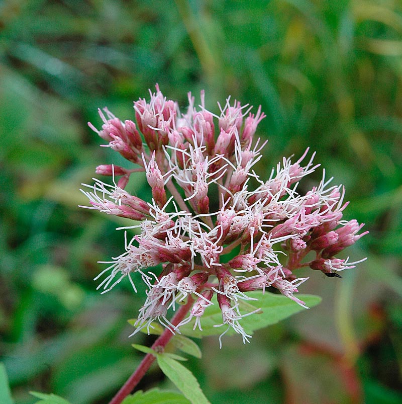 fiore rossiccio ad ombrello - Eupatorium cannabinum