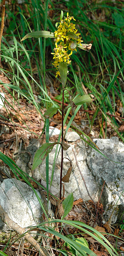 Solidago virgaurea e Senecio sp.