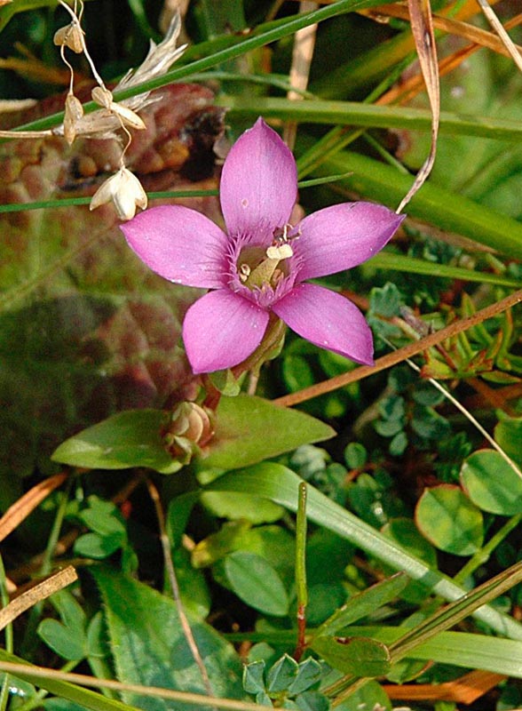 Gentianella pilosa le  G. anisodonta