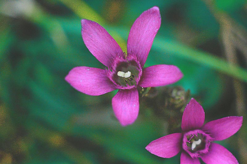 Gentianella pilosa le  G. anisodonta