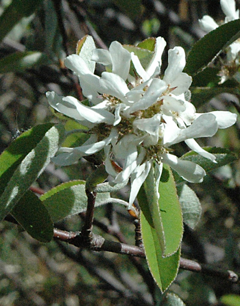 Dal monte Summano - Amelanchier ovalis