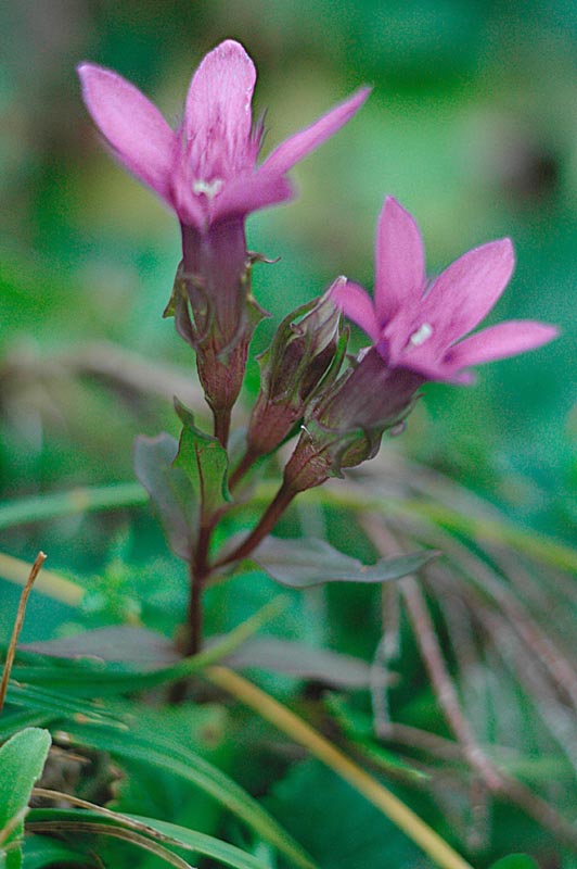 Gentianella pilosa le  G. anisodonta