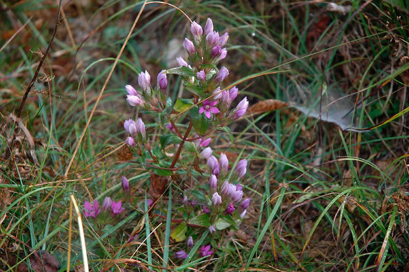 Gentianella pilosa le  G. anisodonta