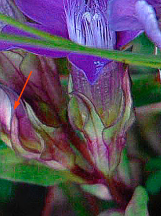 Gentianella pilosa le  G. anisodonta