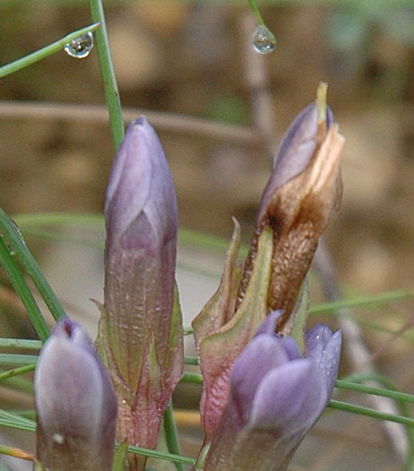 Gentianella pilosa le  G. anisodonta