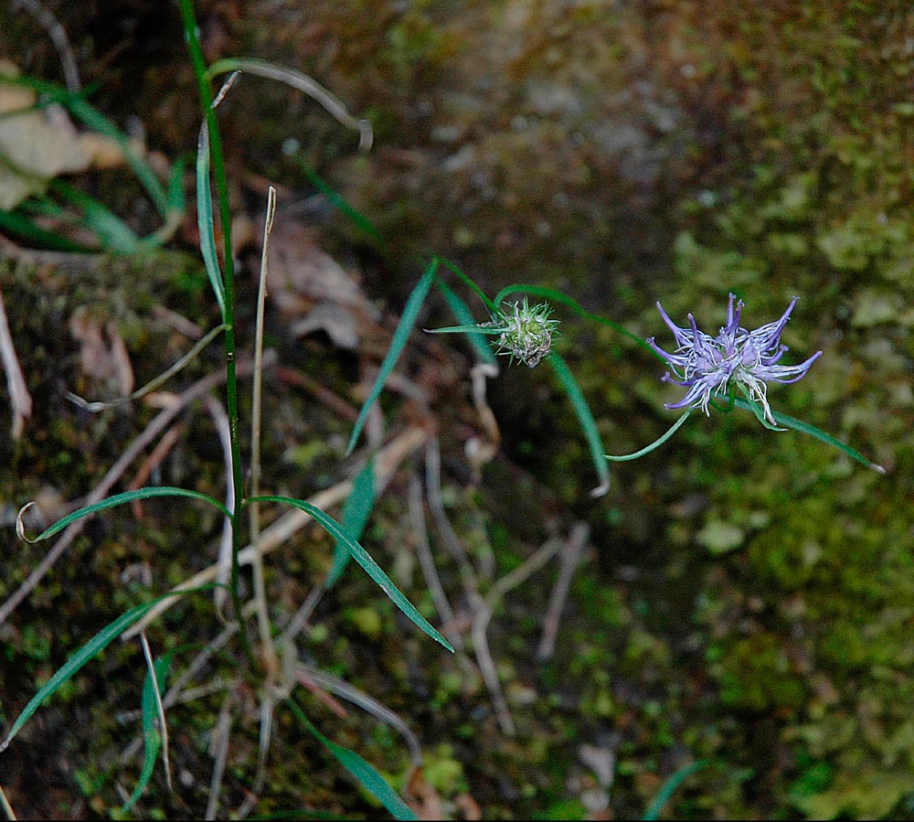 Phyteuma, ma quale? Phyteuma scheuchzeri