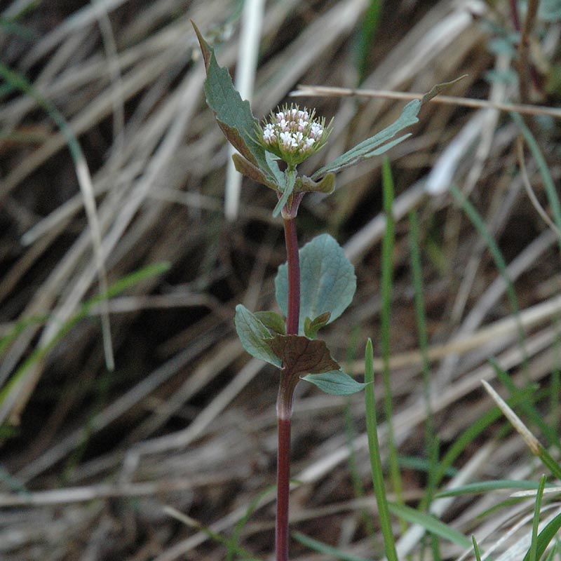 Valeriana?