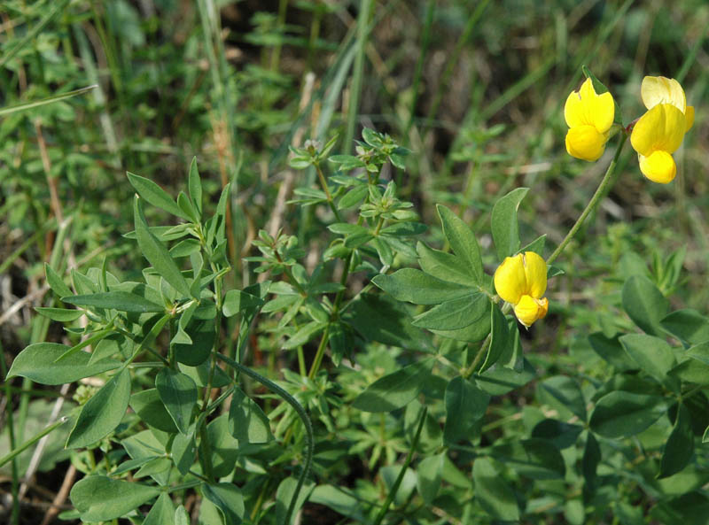 Lotus corniculatus / Ginestrino comune