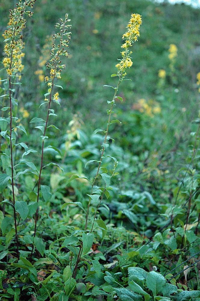 Solidago virgaurea / Verga d''oro comune