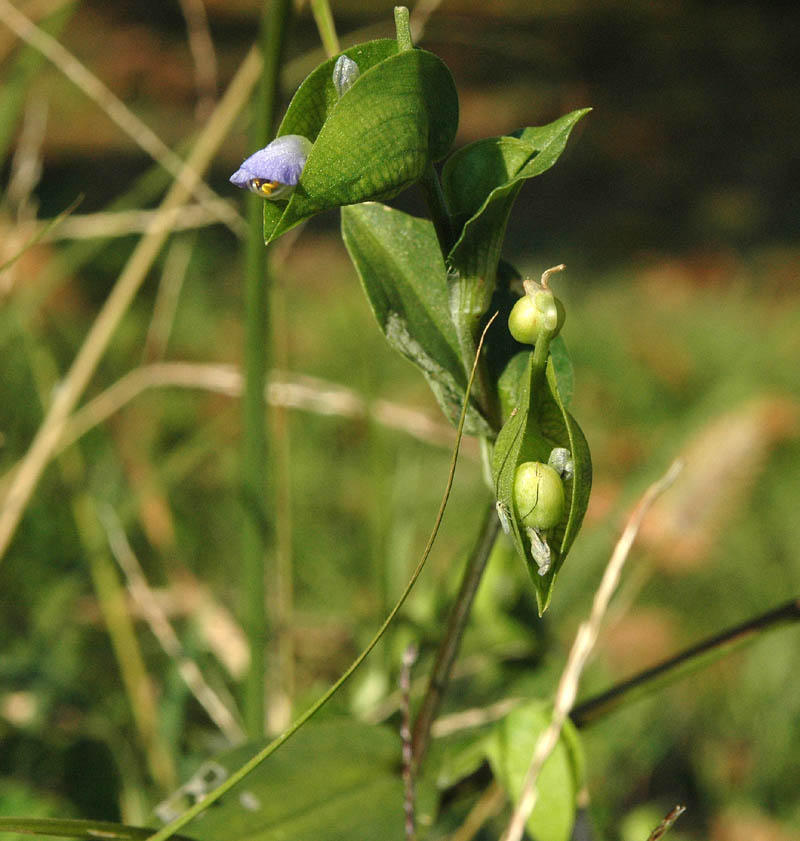 Commelina communis / Erba miseria asiatica