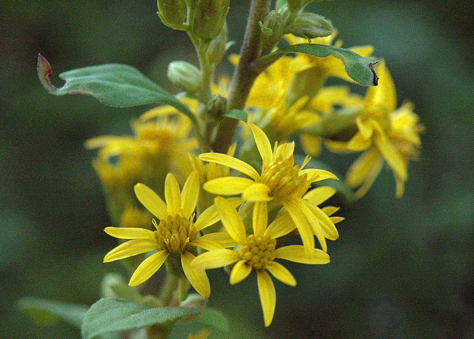 Solidago virgaurea / Verga d''oro comune