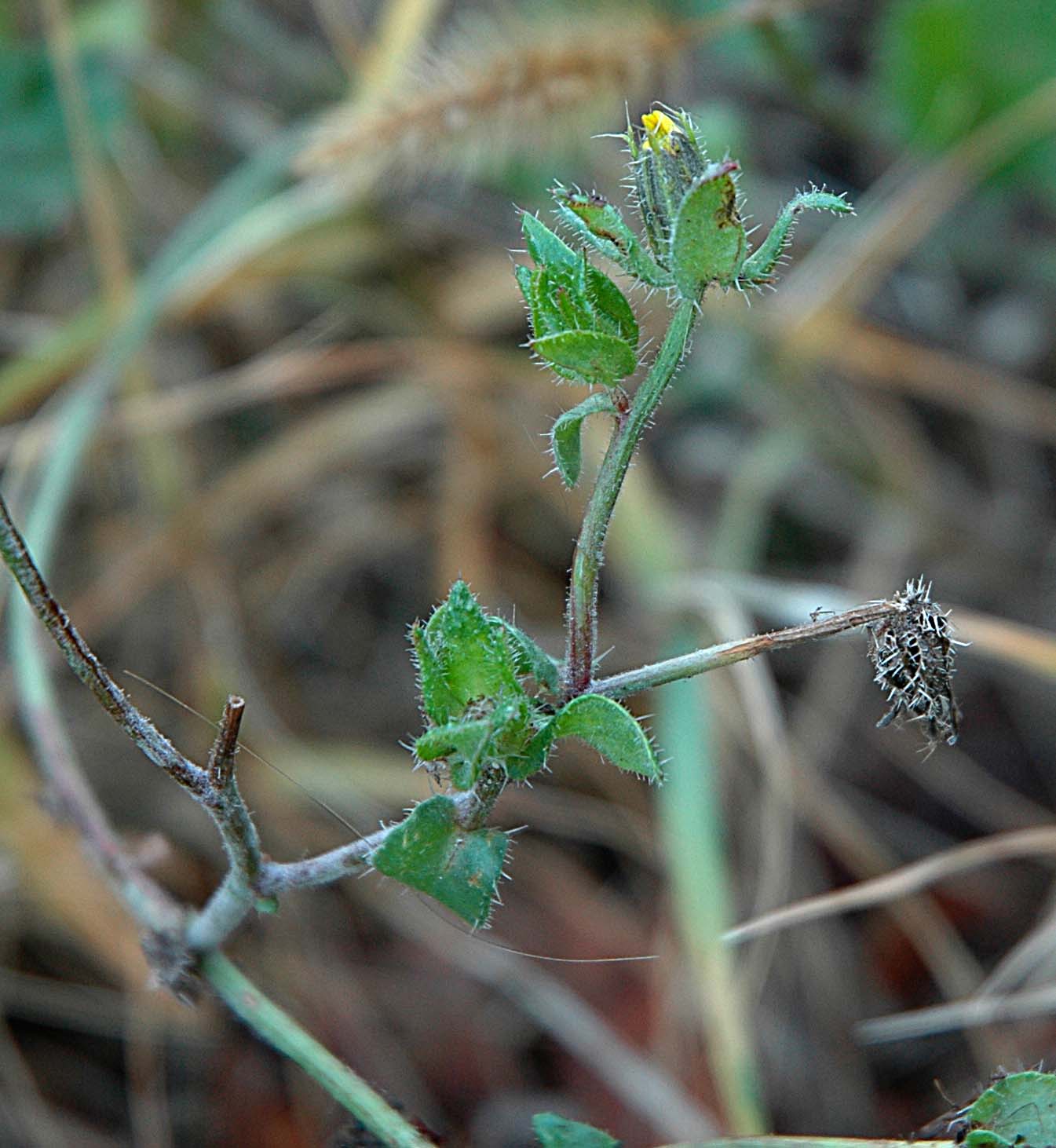 Helminthotheca echioides / Aspraggine volgare