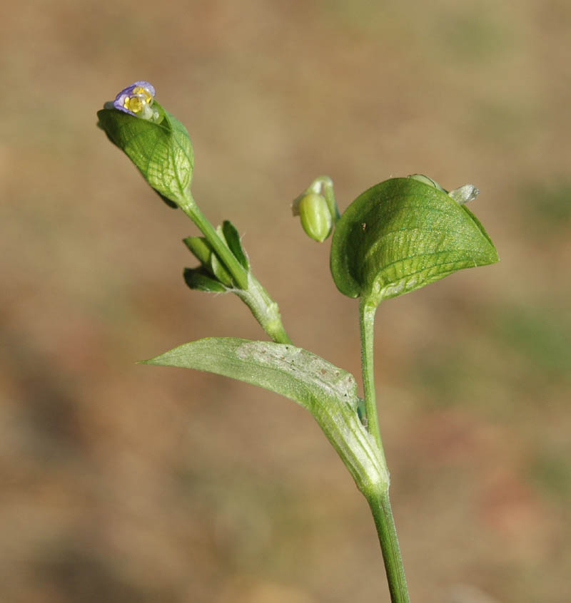 Commelina communis / Erba miseria asiatica