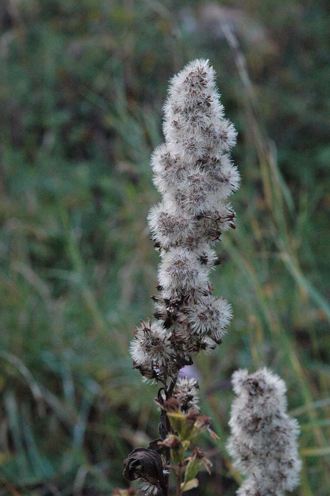 Solidago virgaurea / Verga d''oro comune