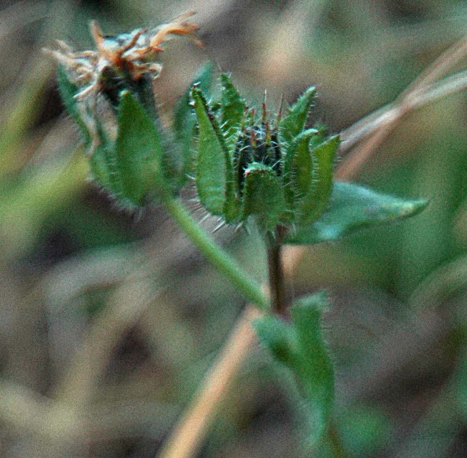 Helminthotheca echioides / Aspraggine volgare