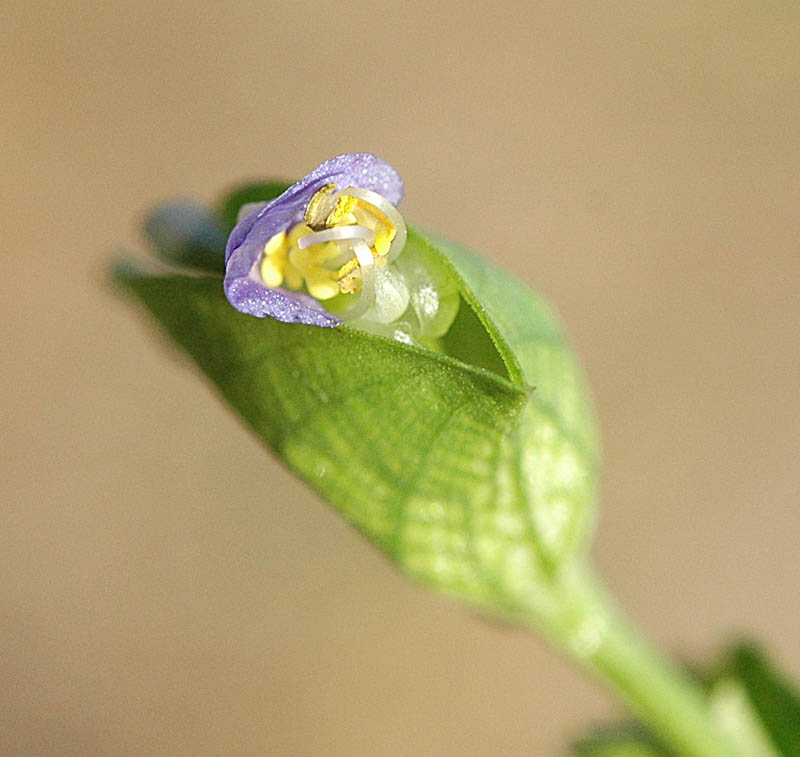 Commelina communis / Erba miseria asiatica