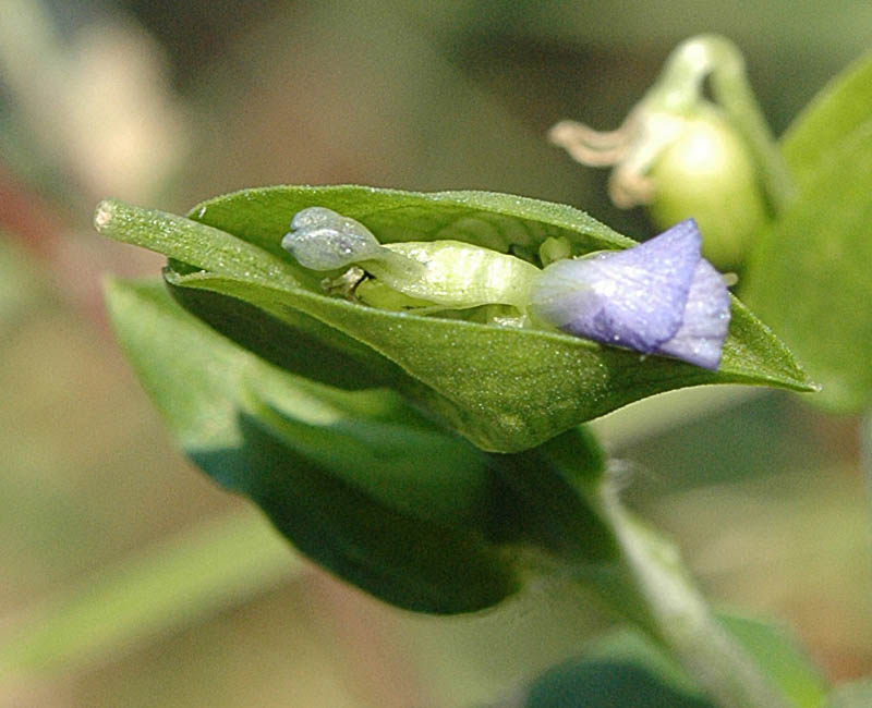 Commelina communis / Erba miseria asiatica