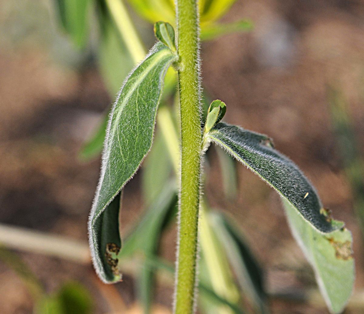 Euphorbia verrucosa / Euforbia verrucosa