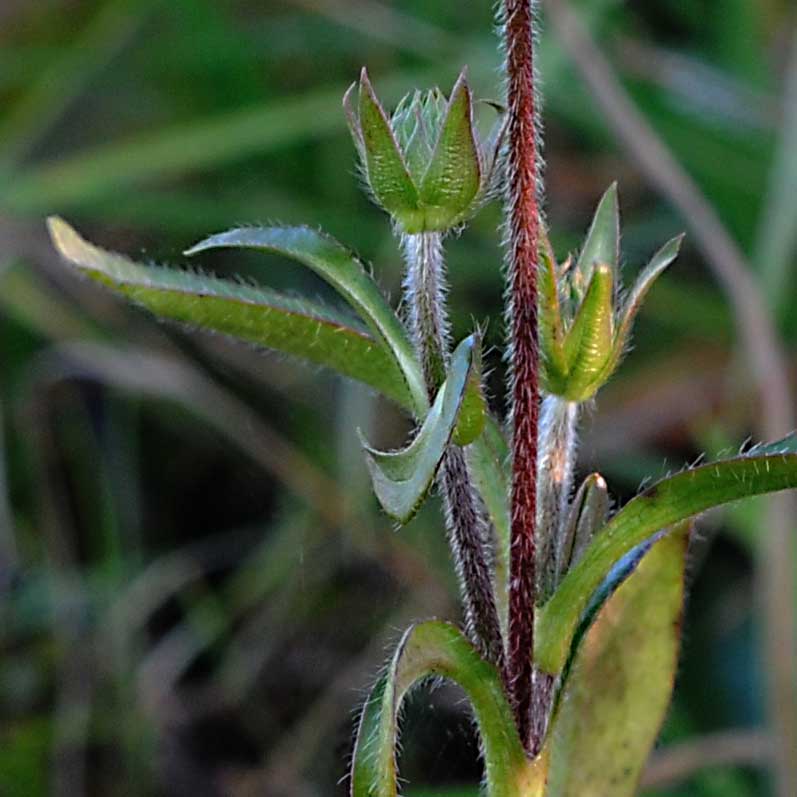 Succisa pratensis / Morso del diavolo