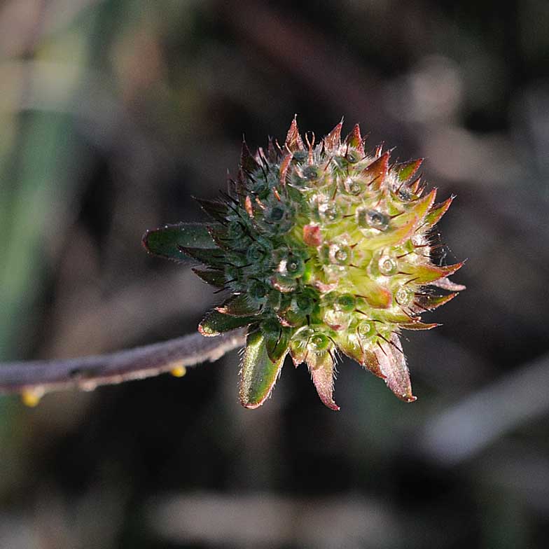 Succisa pratensis / Morso del diavolo