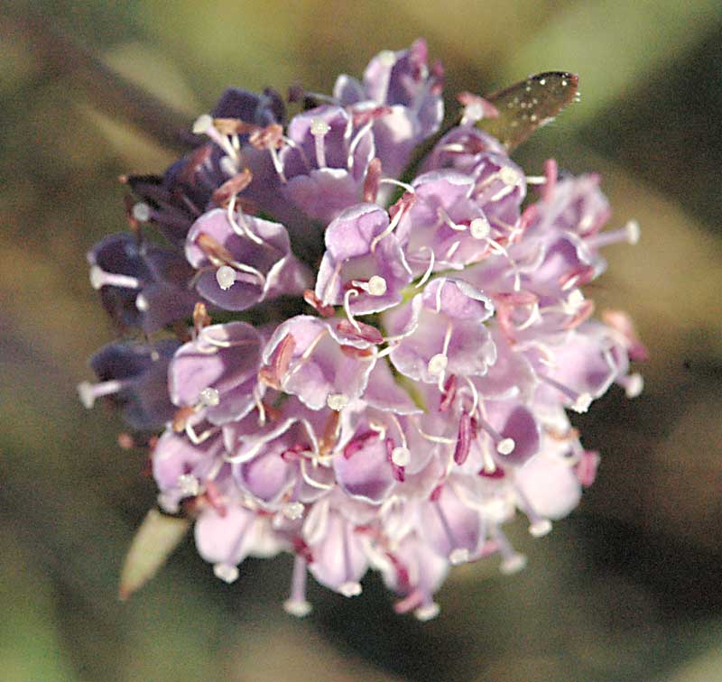 Succisa pratensis / Morso del diavolo