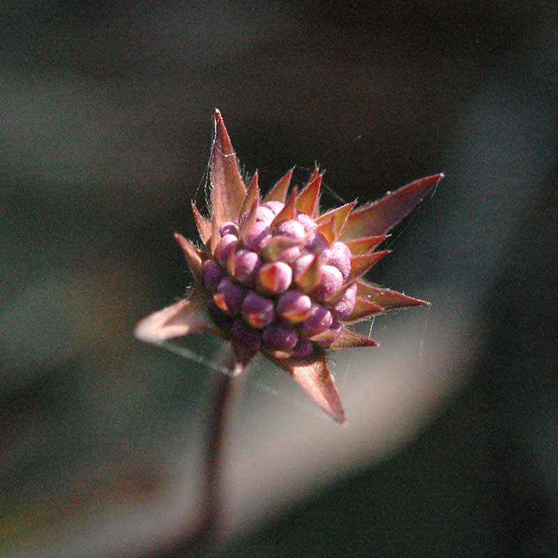 Succisa pratensis / Morso del diavolo