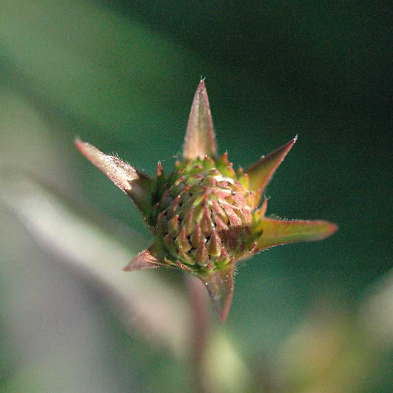 Succisa pratensis / Morso del diavolo