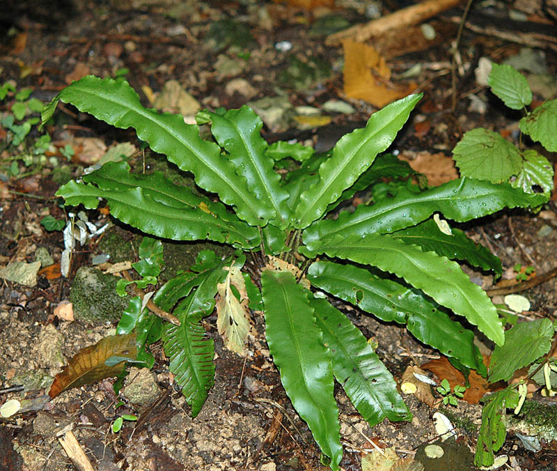 Asplenium  colopendrium / Lingua cervina