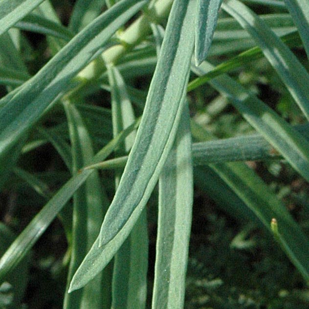 Linaria vulgaris