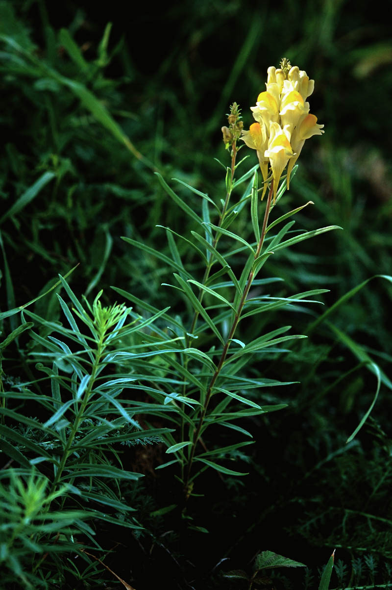 Linaria vulgaris