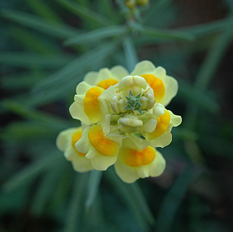 Linaria vulgaris