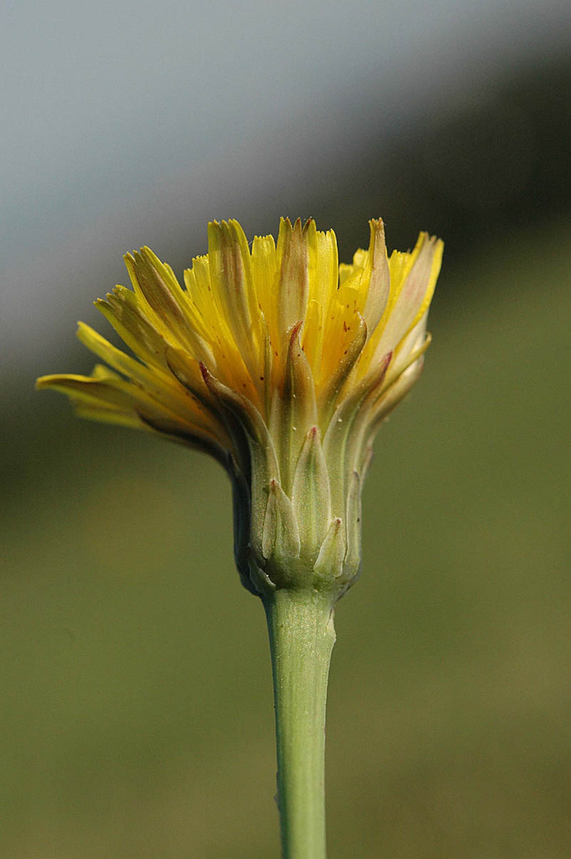 Hypochaeris radicata